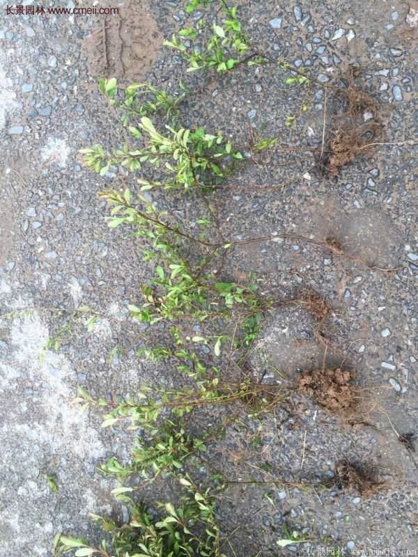 沭陽火棘苗、火棘球 沭陽火棘苗、火棘球