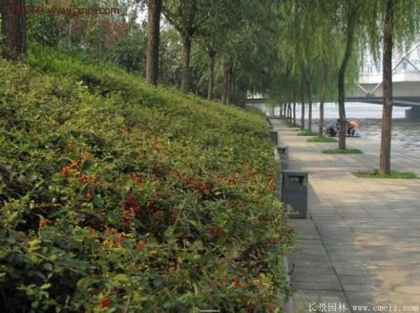 火棘工程苗 火棘工程苗