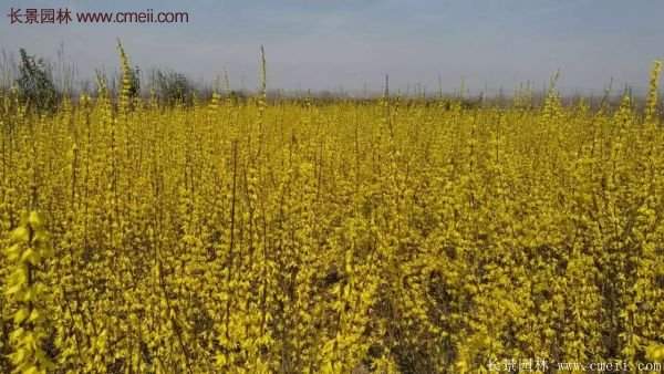 連翹樹苗 連翹樹苗