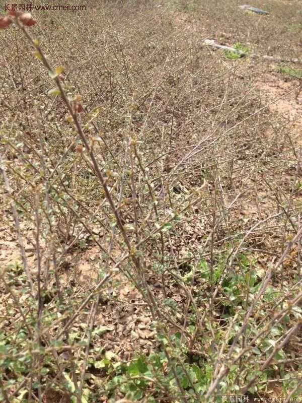 連翹樹苗 連翹樹苗