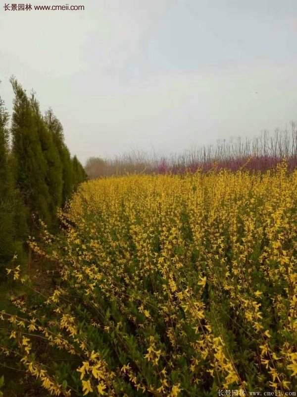 連翹樹苗 連翹樹苗