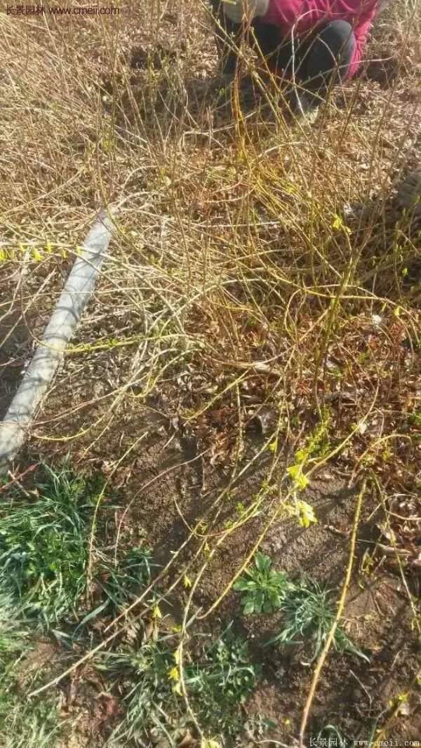 沭陽(yáng)連翹苗 沭陽(yáng)連翹苗