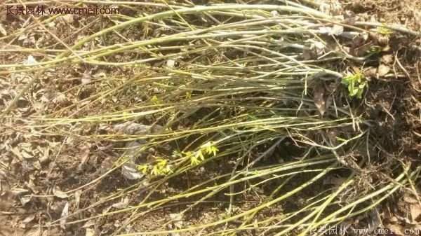 沭陽(yáng)連翹苗 沭陽(yáng)連翹苗