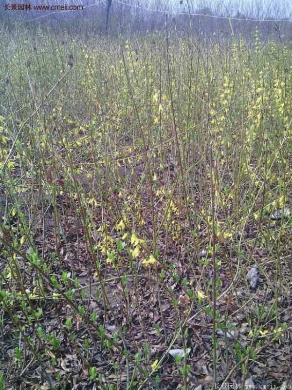 沭陽(yáng)連翹苗 沭陽(yáng)連翹苗