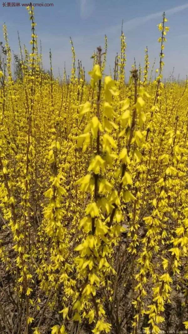 沭陽(yáng)連翹苗 沭陽(yáng)連翹苗