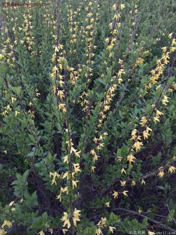 沭陽連翹規格 沭陽連翹規格