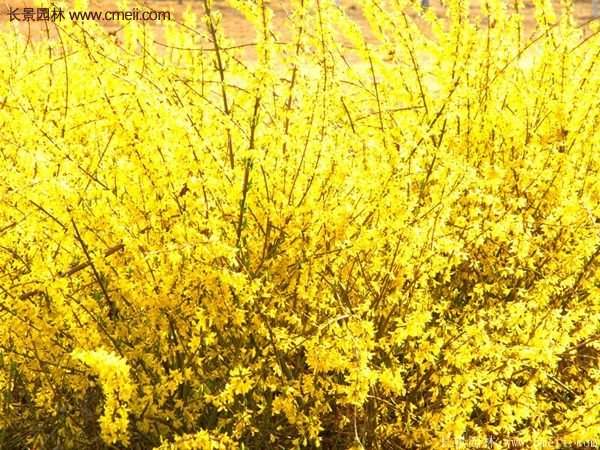 沭陽連翹規格 沭陽連翹規格