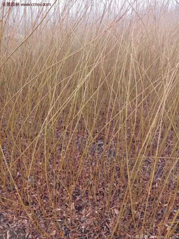 沭陽連翹基地 沭陽連翹基地