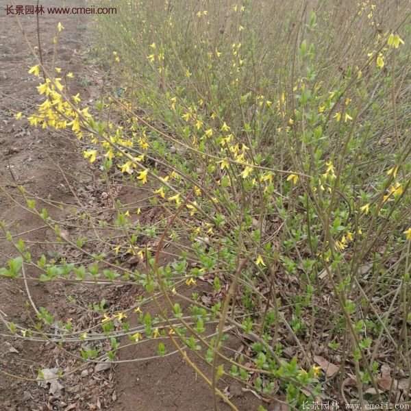 沭陽連翹基地 沭陽連翹基地