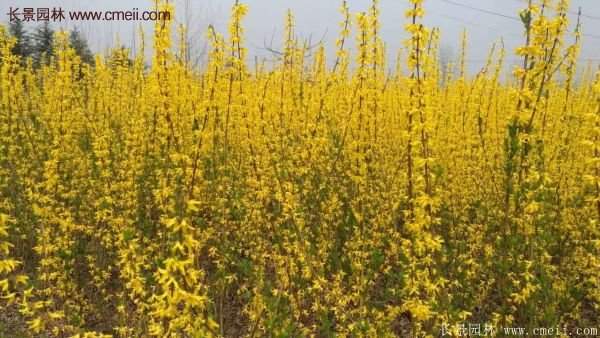 沭陽連翹基地 沭陽連翹基地