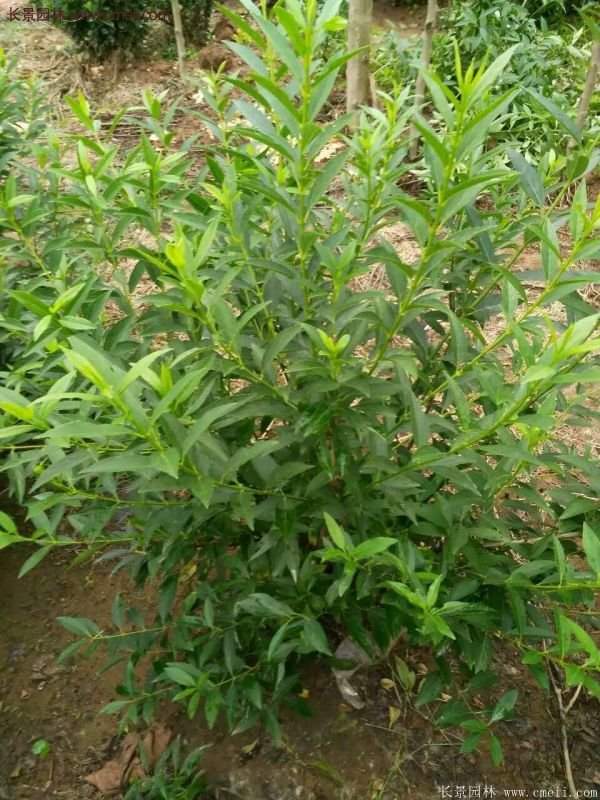 沭陽連翹價(jià)格