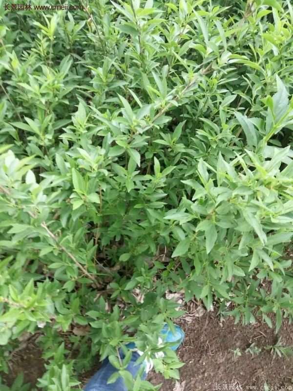 沭陽連翹價(jià)格