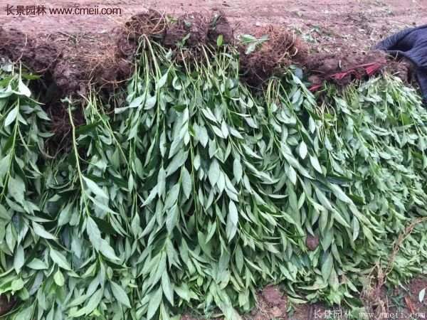 沭陽連翹基地 沭陽連翹基地