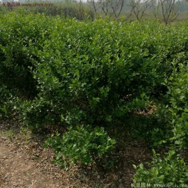 衛矛產地 衛矛產地