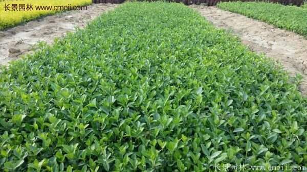 沭陽衛矛球現場圖片 沭陽衛矛球現場圖片