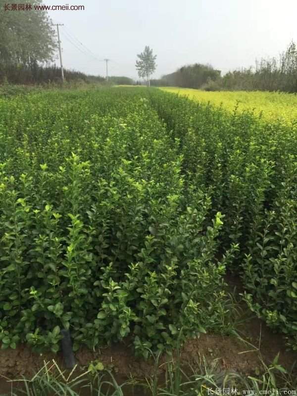 沭陽衛矛球現場圖片 沭陽衛矛球現場圖片