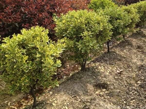 沭陽金邊黃楊規(guī)格 沭陽金邊黃楊規(guī)格