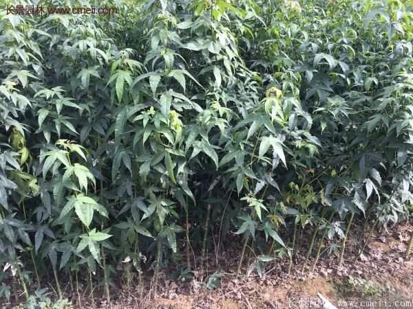 青楓樹苗產(chǎn)地都有哪些地方?