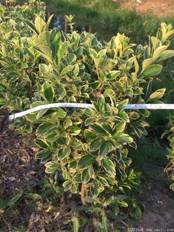 沭陽金邊黃楊 沭陽金邊黃楊