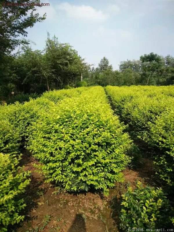 金葉女貞苗、金葉女貞球 金葉女貞苗、金葉女貞球