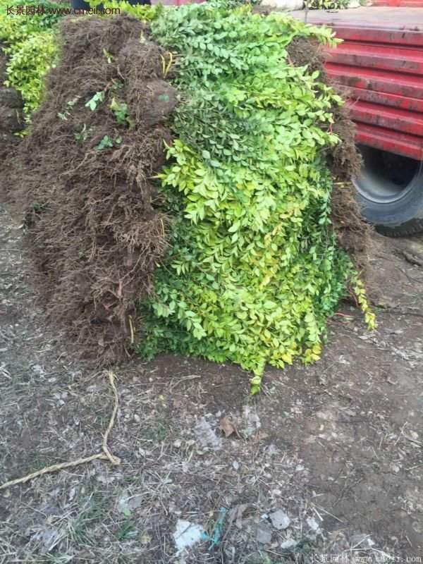 沭陽金葉女貞基地 沭陽金葉女貞基地
