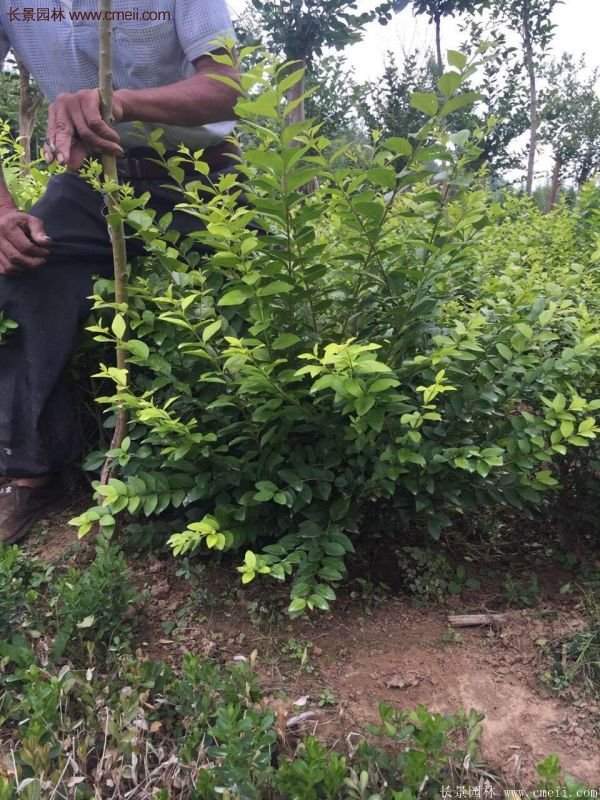 沭陽金葉女貞球 沭陽金葉女貞球