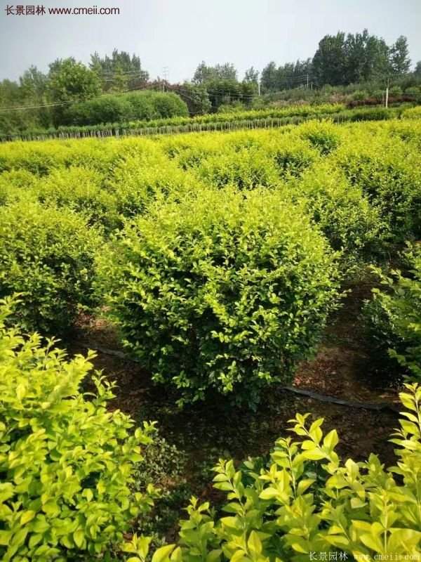 沭陽金葉女貞球 沭陽金葉女貞球