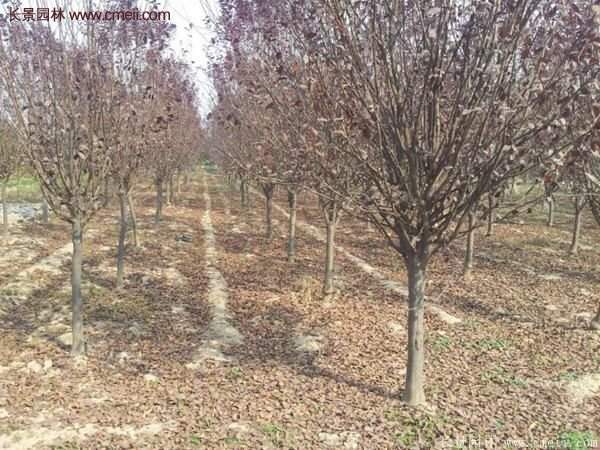 紫葉李批發基地,