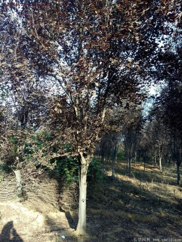 紫葉李批發基地,