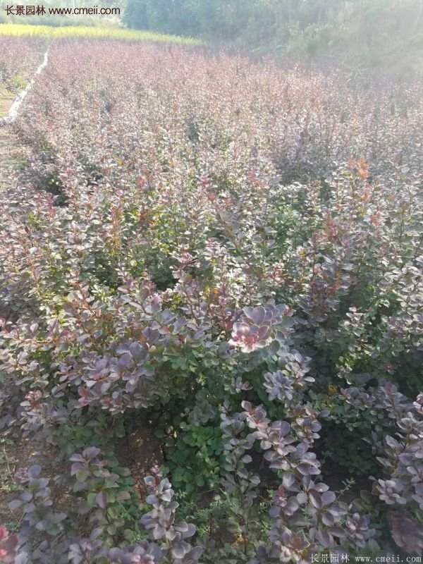 沭陽基地的紅葉小檗