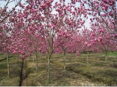 10公分紫玉蘭多少錢一棵？