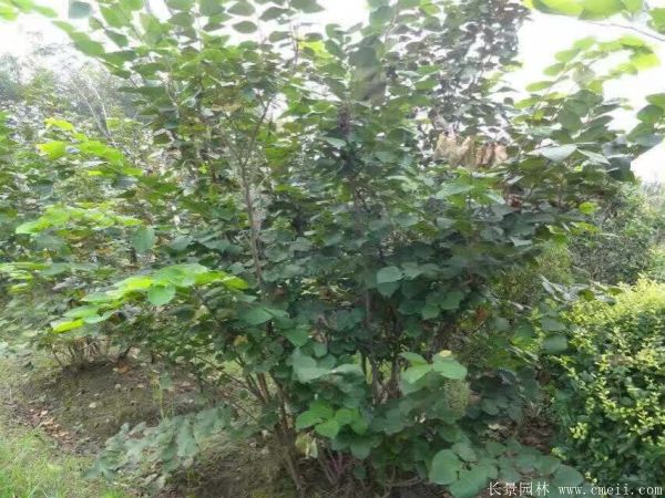 叢生紫荊-長景園林