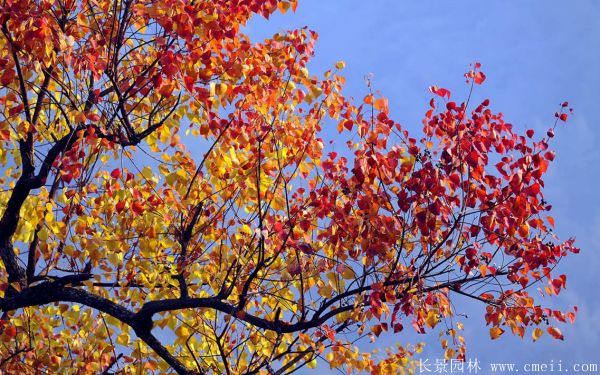 紅葉烏桕圖片紅葉烏桕基地實(shí)拍 紅葉烏桕圖片紅葉烏桕基地實(shí)拍