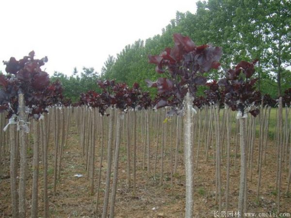 全紅楊基地全紅楊苗木圖片 全紅楊基地全紅楊苗木圖片