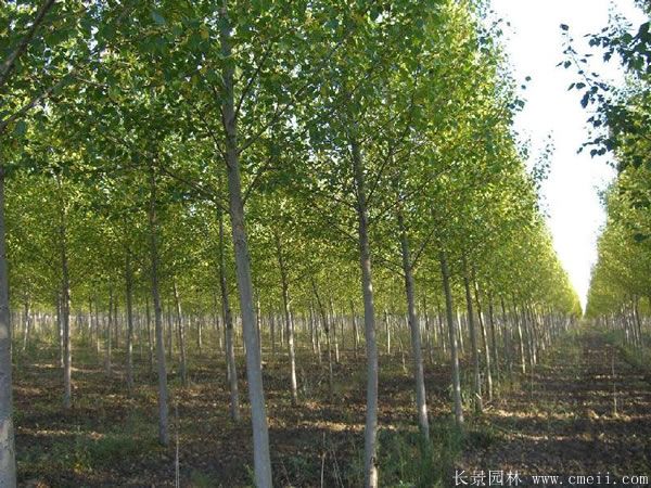 楊樹(shù)苗圖片楊樹(shù)苗基地實(shí)拍 楊樹(shù)苗圖片楊樹(shù)苗基地實(shí)拍
