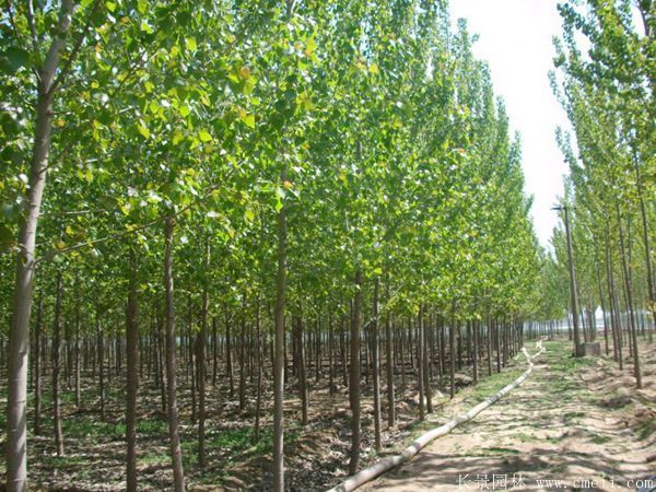 楊樹(shù)苗圖片楊樹(shù)苗基地實(shí)拍 楊樹(shù)苗圖片楊樹(shù)苗基地實(shí)拍