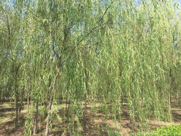 垂柳圖片垂柳基地實拍 垂柳圖片垂柳基地實拍