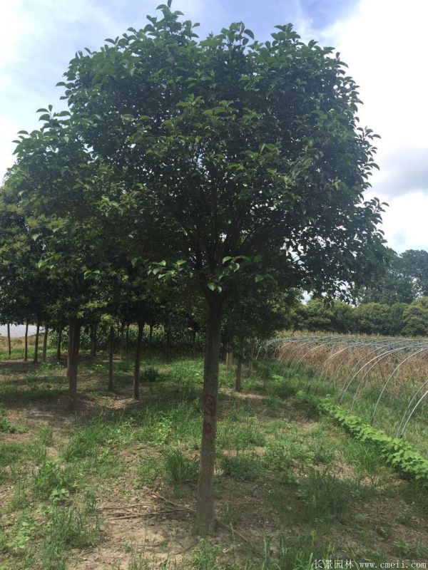 大葉女貞圖片大葉女貞基地實拍 大葉女貞圖片大葉女貞基地實拍