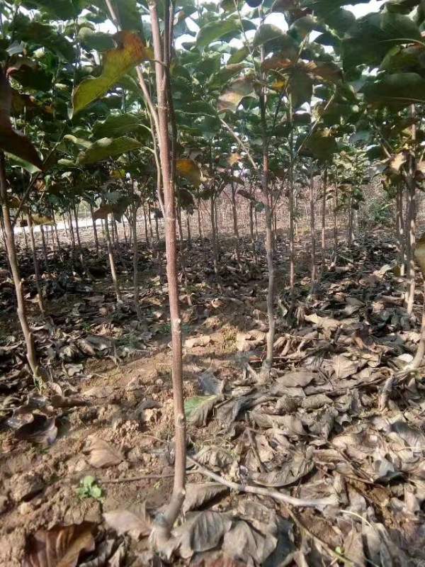 白玉蘭圖片白玉蘭基地實(shí)拍 白玉蘭圖片白玉蘭基地實(shí)拍