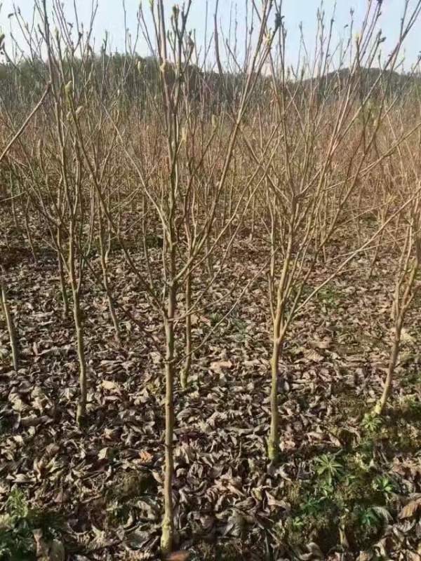 白玉蘭圖片白玉蘭基地實(shí)拍 白玉蘭圖片白玉蘭基地實(shí)拍