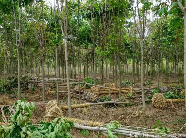 七葉樹圖片七葉樹基地實(shí)拍