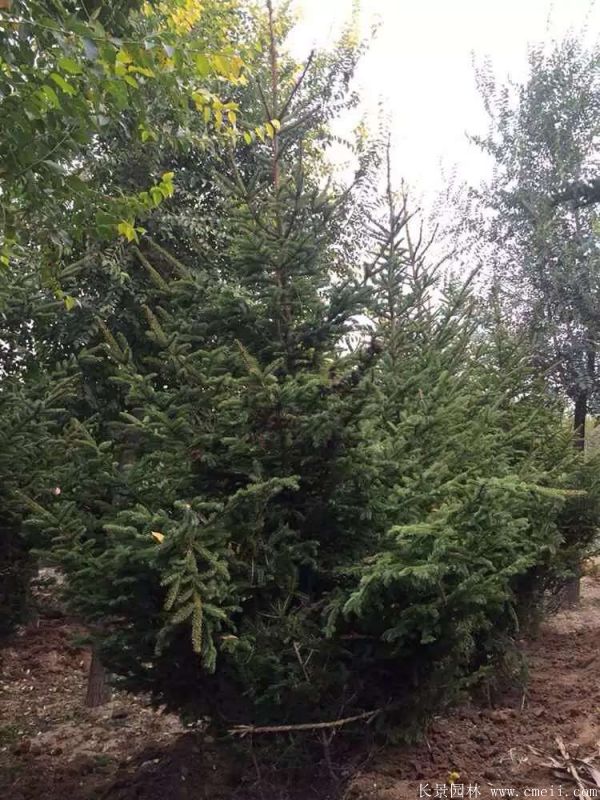 云杉圖片基地實(shí)拍 云杉圖片基地實(shí)拍