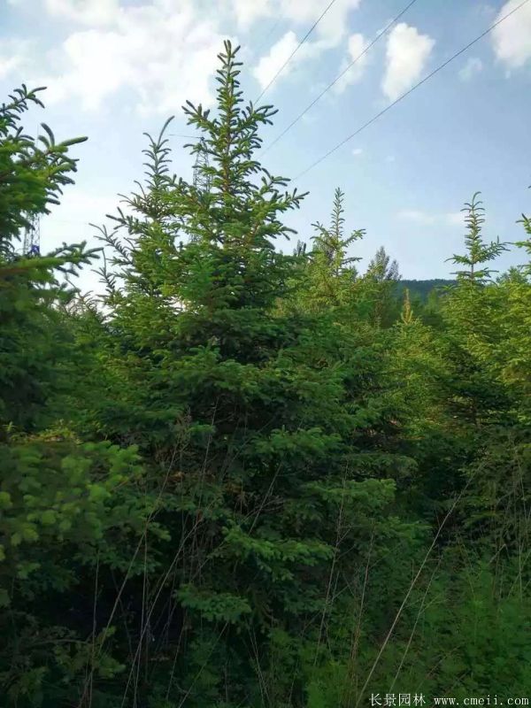 云杉圖片基地實(shí)拍 云杉圖片基地實(shí)拍