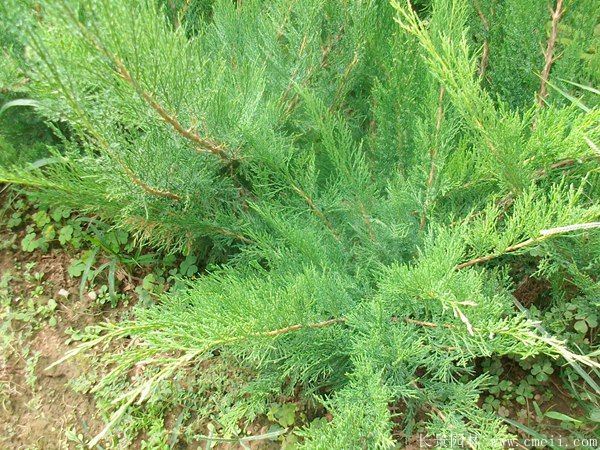 沙地柏圖片沙地柏基地實拍 沙地柏圖片沙地柏基地實拍