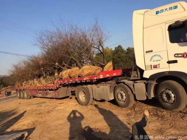 紅梅樹紅梅花圖片基地實拍 紅梅樹紅梅花圖片基地實拍