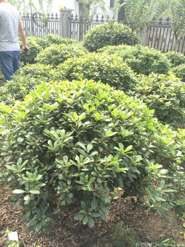 海桐圖片基地實拍 海桐圖片基地實拍