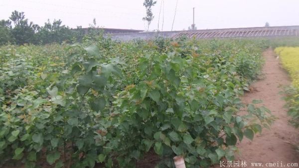 丁香圖片基地實拍 丁香圖片基地實拍