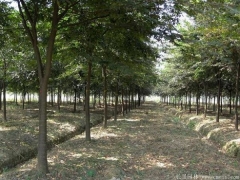 2020櫸樹價格報價表，出自全國較大的櫸樹產區(qū)