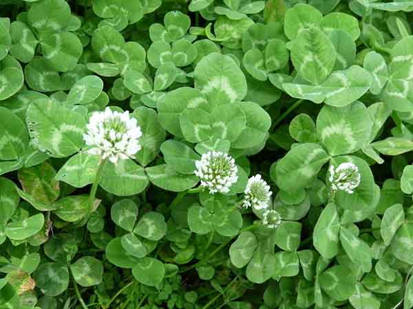 白三葉種子發(fā)芽出苗圖片 白三葉種子發(fā)芽出苗圖片