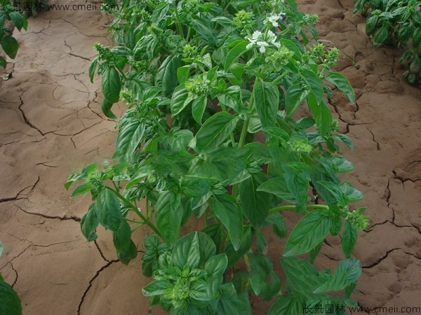 羅勒種子發芽出苗圖片